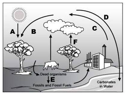 Analyze the given diagram of the carbon cycle below.

Part 1: Which process does arrow F represent