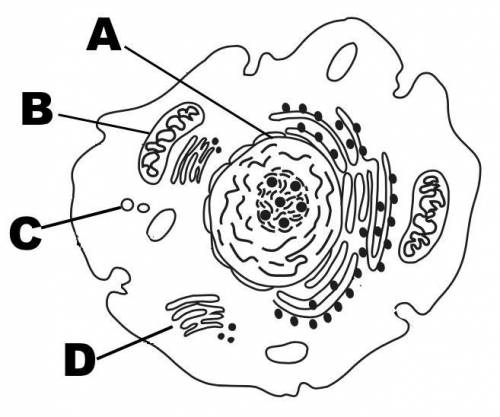I WILL GIVE BRAINLIEST!!!

What structure represents a lysosome in the cell?
Choose 1 
(Cho