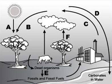 PLS HELPPP

Analyze the given diagram of the carbon cycle below.
Part 1: Which process does arrow