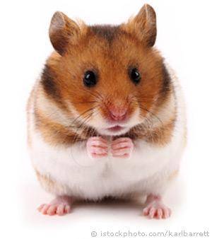 well guys holy hamster is retiring and wishes you a great grade and i have blessed you to get good