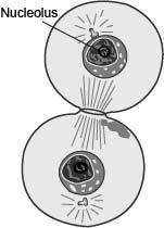 PLS ANSWER QUICK!!!

The following diagram shows a stage of a cell during mitosis.  Which of the f