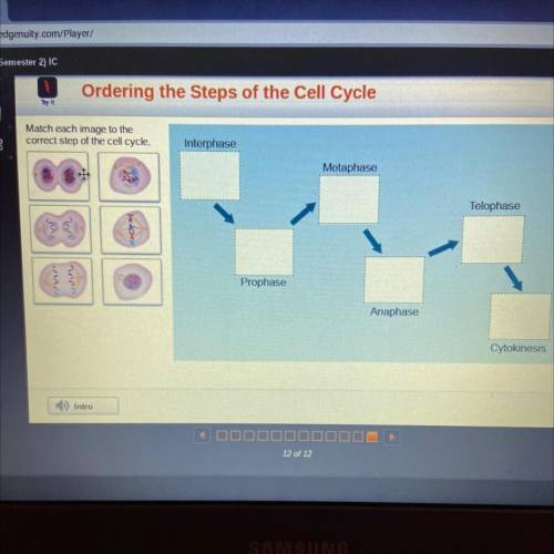 Match each image to the

correct step of the cell cycle.
Interphase
Metaphase
Telophase
p>
Prop