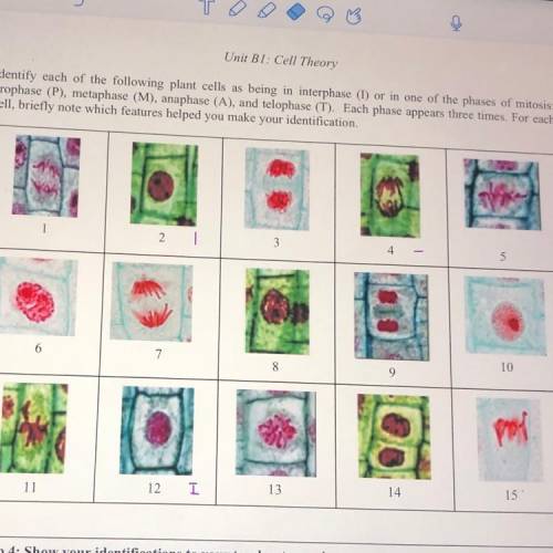 Can someone help me understand interphase, prophase, metaphase, anaphase, and telophase