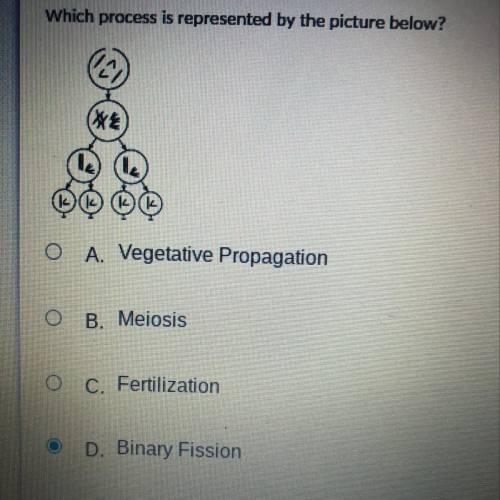 Which process is represented by the picture below?

A. Vegetative Propagation 
B. Meiosis 
C. Fert