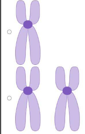 Which illustration depicts homologous chromosomes?
Will give brainliest.