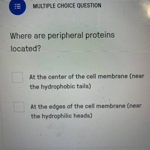 Where are peripheral proteins located