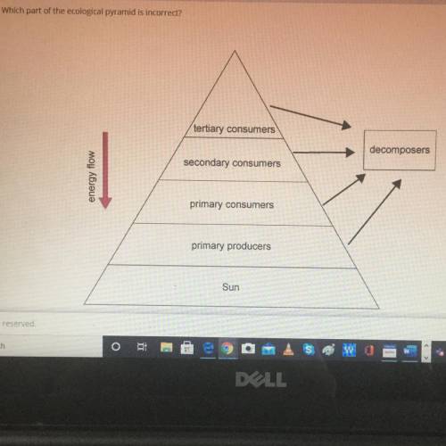 Which part of the ecological pyramid is incorrect?