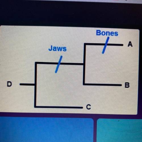Need help ASAP 
Which letter on the cladogram would you find a fish that has jobs but no bones￼?