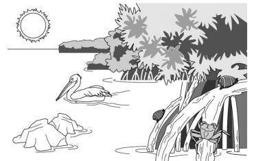 The picture below shows a mangrove ecosystem. In this ecosystem, pelicans nest in mangrove trees.