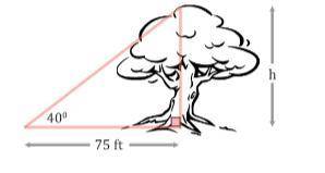 PLEASE HELP ITS URGENT

9. An ant is walking along the ground and stops to look up at a tree. The