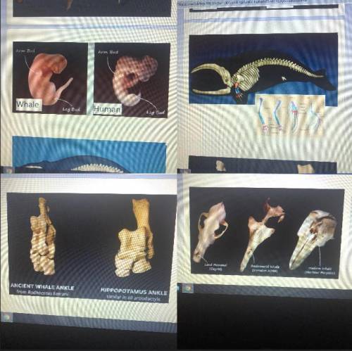 examin the images. using your knowledge of the evidence of evolution, explain how we know whales ha