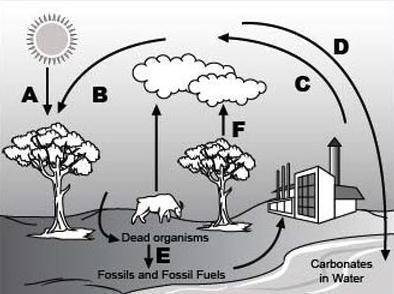 Analyze the given diagram of the carbon cycle below. Use complete sentences to explain your answer.