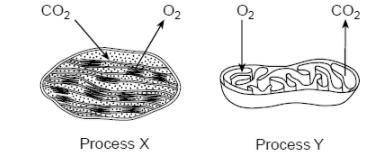 Two biological processes that occur in certain organelles are represented in the diagrams below.
