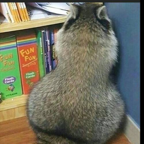 Thicc boiWhat's his name? ​
