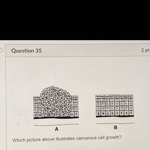 I need help please 
Is it b , a , both or neither