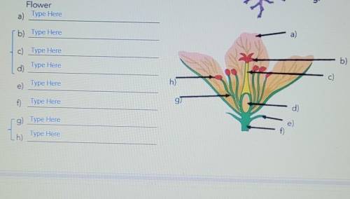 What are the parts of the plant and flower?​