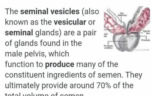 1. What do seminal vesicles produce?

A. fructose-rich fluid
B. testosterone
C. estrogen
D. sperm c