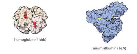 The diagram below illustrates two different protein molecules found in organisms. Which of the foll
