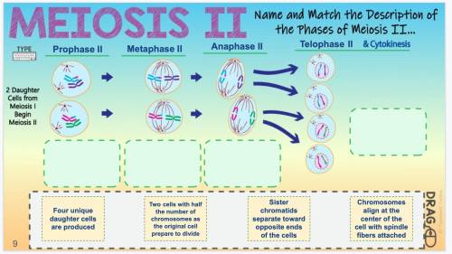 Name and match the description of the phases of Meiosis