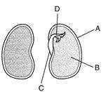 The diagram below represents a bean seed that has been cut in half to show its various structures.