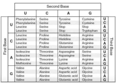 The Genetic Code

1. What would the codon sequence (s) be for:  a. Glycine ______________ b. Methi