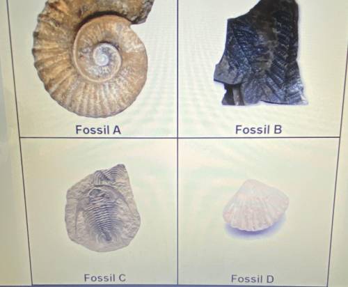 Closely examine each fossil then complete the table to record your observations which should includ