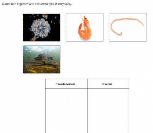 Match each organism with its correct type of body cavity 
HELP!!!