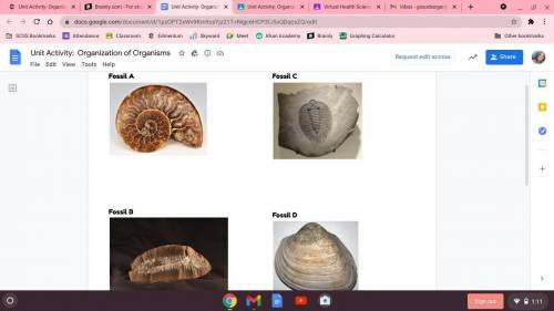 Question 1 Separate your four fossils and label them Fossils A, B, C, and D. Using your magnifying