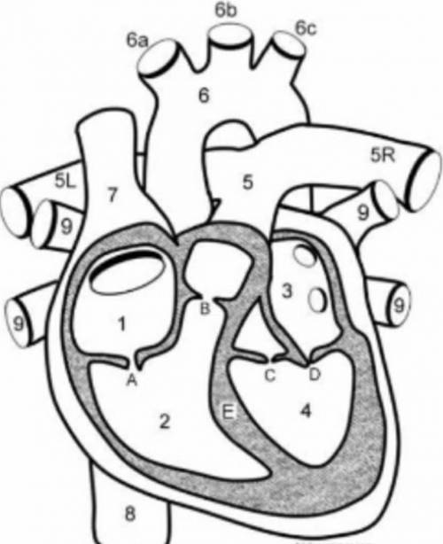 Parts of the heart of the following image​