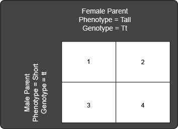 A tall pea plant (Tt) is crossbred with a short pea plant (tt). The following Punnett square shows