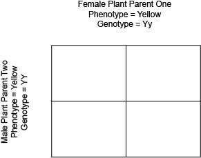 In pea plants, the gene for the color of the seed has two alleles. In the following Punnett square