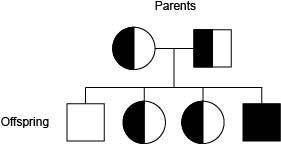 Sickle cell anemia is known to run in a family. A pedigree chart for this family is shown below.