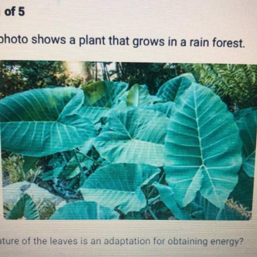 Brainlist to who gets it right first

Which feature of the leaves is an adaptation for obtaining e