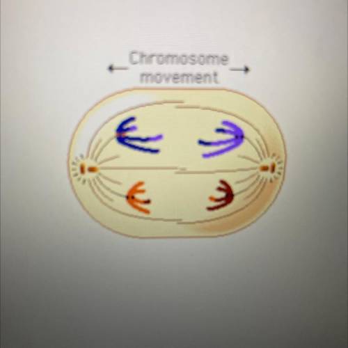 What phase of mitosis is represented?

A. Pro phase
B. Metaphase
C. Anaphase
D. Telophase