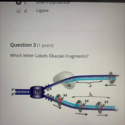 Which letter labels Okazaki Fragments?