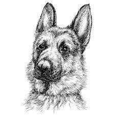 this is my dog max i had to draw him for Art what ya think? if you go to drawings of German Shepher