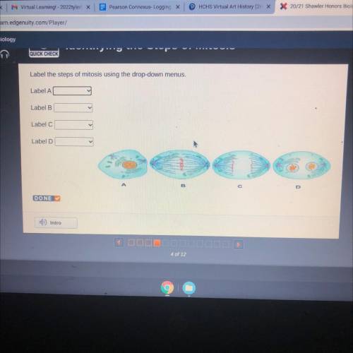 Label the steps of mitosis using the drop-down

menus.
Label A
Label B
Label C
Label D
DONE
Intro