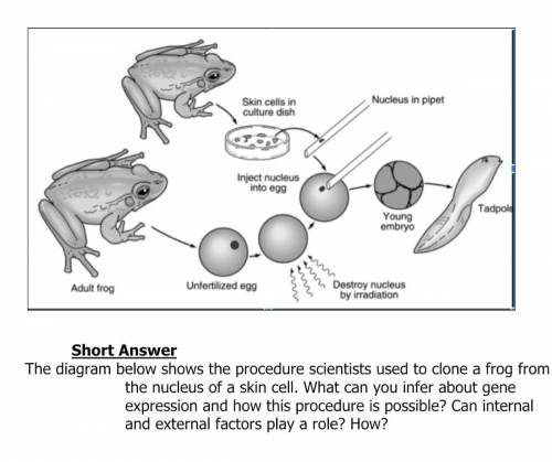 Short Answer

The diagram below shows the procedure scientists used to clone a frog from the nucle
