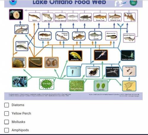 According to the food web, which organisms compete with the Zebra Mussel for food