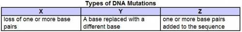 What kind of mutations would X, Y, and Z represent?