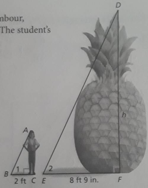A student wants to find the height h of statue of a pineapple in Nambour Australia. she measures th