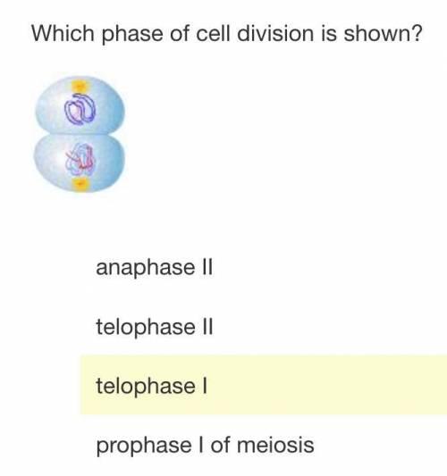 1. What is the best description of chromosomes by the end of anaphase II of meiosis?

A) The chrom
