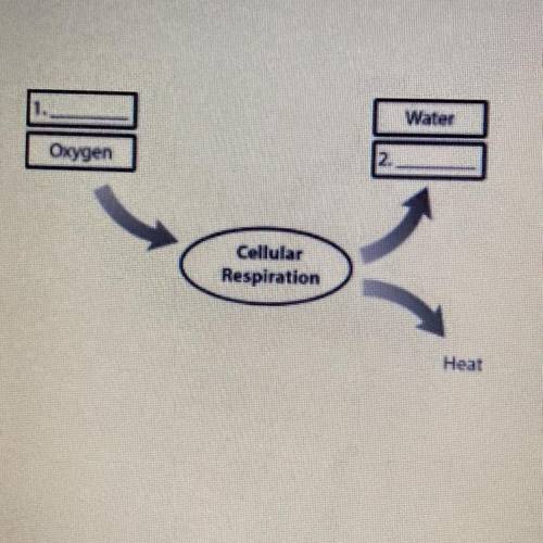 The diagram provided is an incomplete concept map for cellular respiration.

What are the missing
