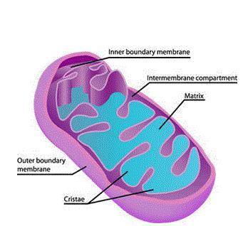 Which part of the cell does this illustration represent?

cytoskeleton
endoplasmic membrane system