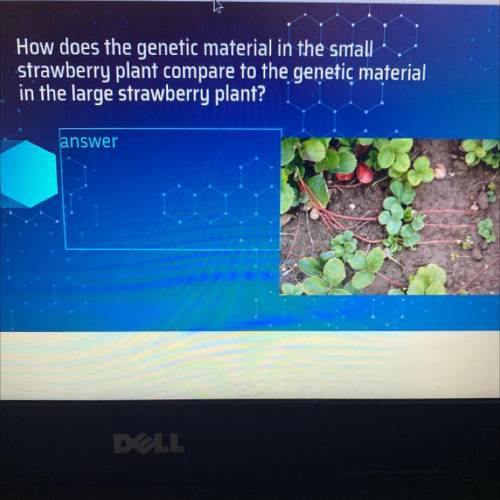 How does the genetic material in the small

strawberry plant compare to the genetic material
in th