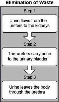 The following flow diagram shows the various steps of elimination of waste through urine. There is
