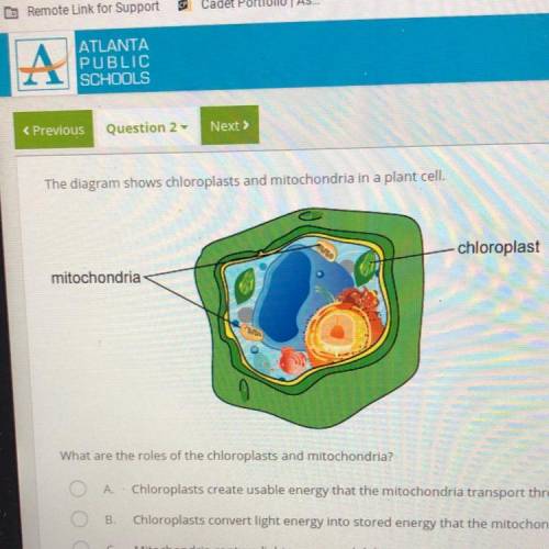 What are the roles of the chloroplasts and mitochondria?

A
Chloroplasts create usable energy that