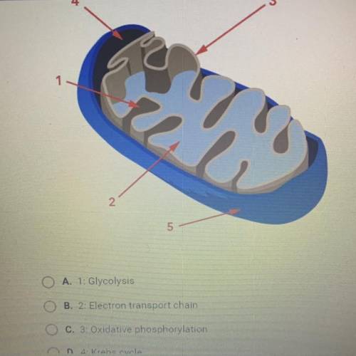 The image shows the structures of a mitochondrion. Which of the following structures is correctly p