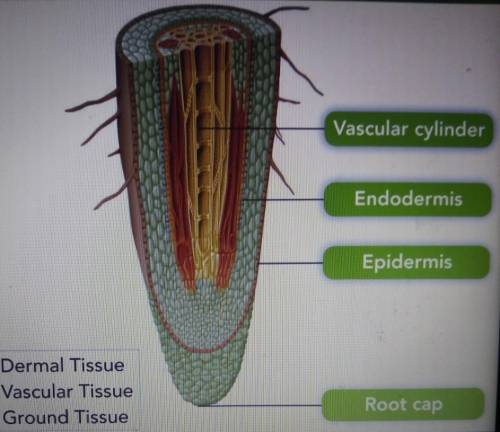 Root systems are branched to help keep the plant in the soil. The tissues in roots are organized in