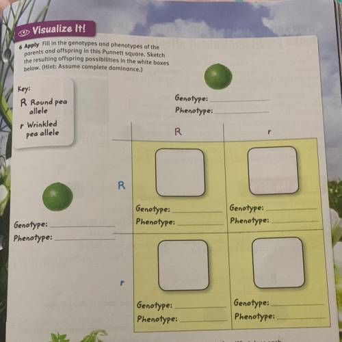 Fill in the genotypes and phenotypes of the parents and offspring in this puberty square.